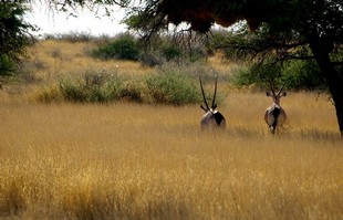 052 Namibia Okt 2006 .JPG